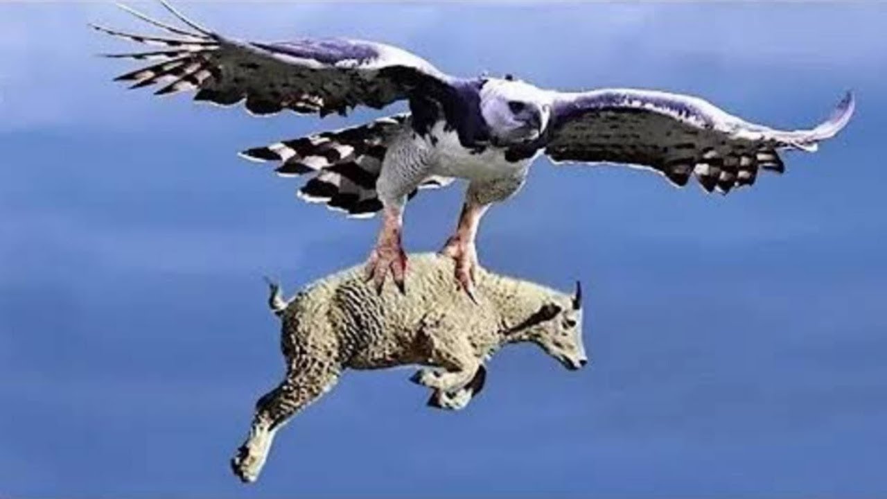 النسور الجائعة  تقلب الموازين ضد الماعز البري وصغارها ! 🦅🐐شاهد كيف تتحول المعركة #عالم_الحيوان 🦁