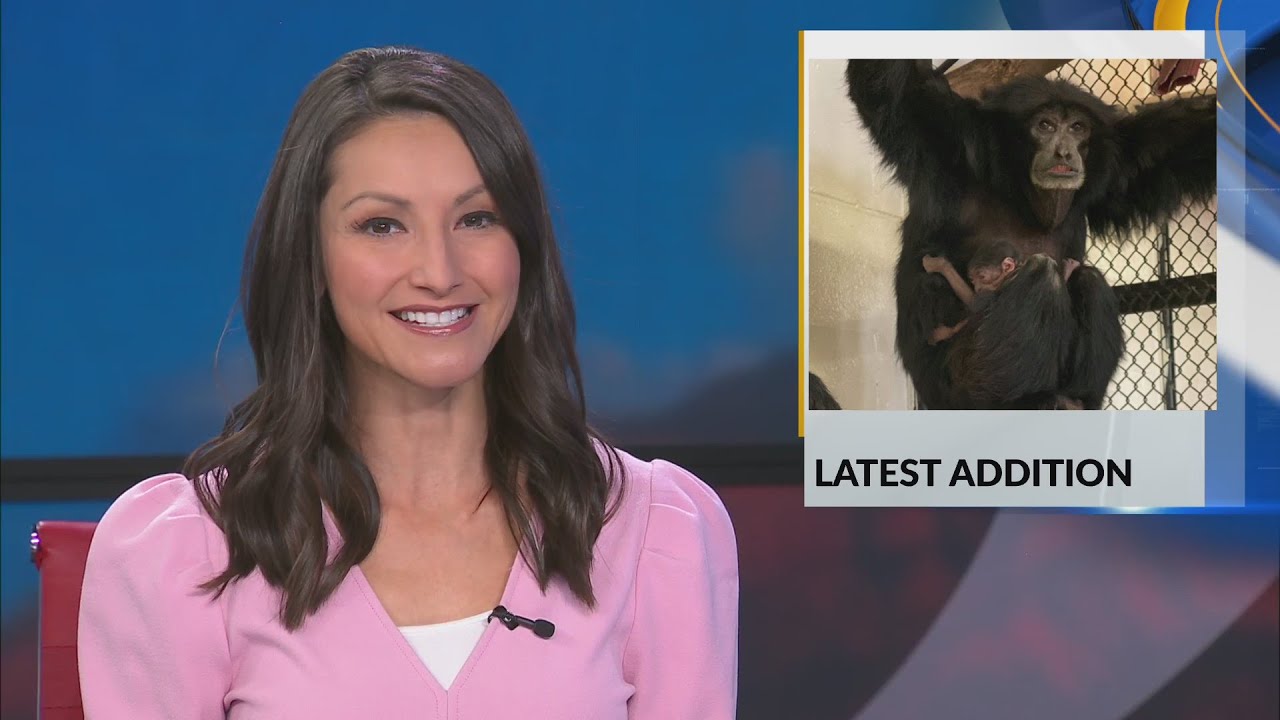 BioPark welcomes new siamang baby