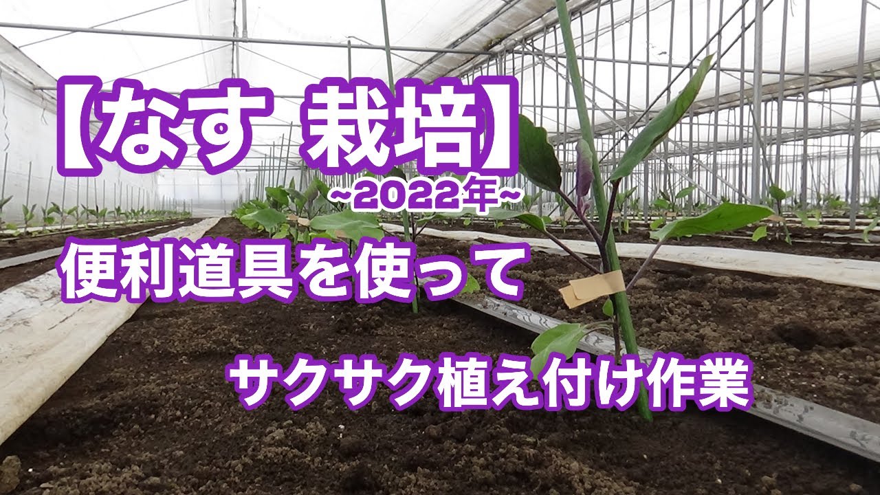 【なす 栽培】便利道具を使ってサクサク植え付け作業 2022/1/15