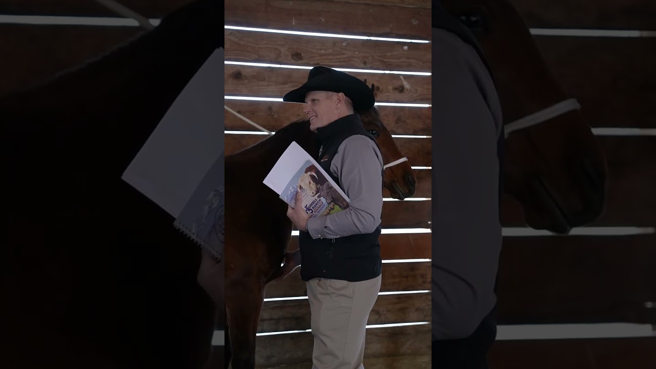 Hereford and Angus Ranch Bull SELLING FOR $54,000