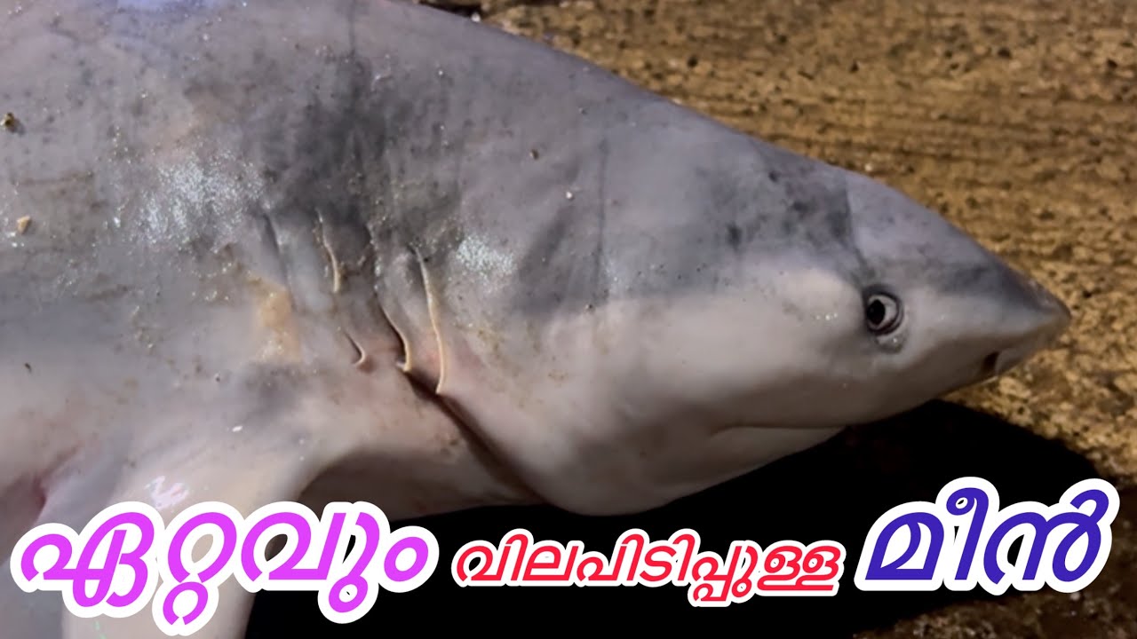 സീസൺ കഴിഞ്ഞാലും ചാകര ആണ് 
