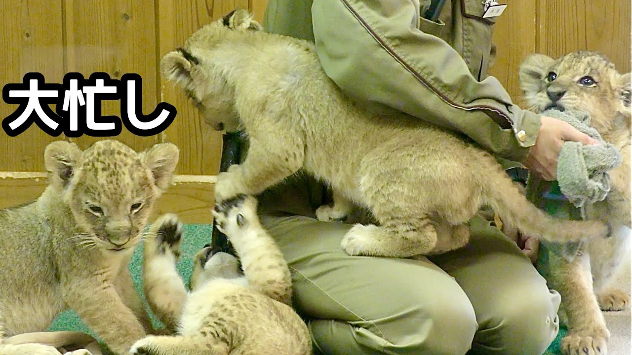 赤ちゃんライオンの体を拭いています【富士サファリパーク】Lion Baby Fuji Safari Park