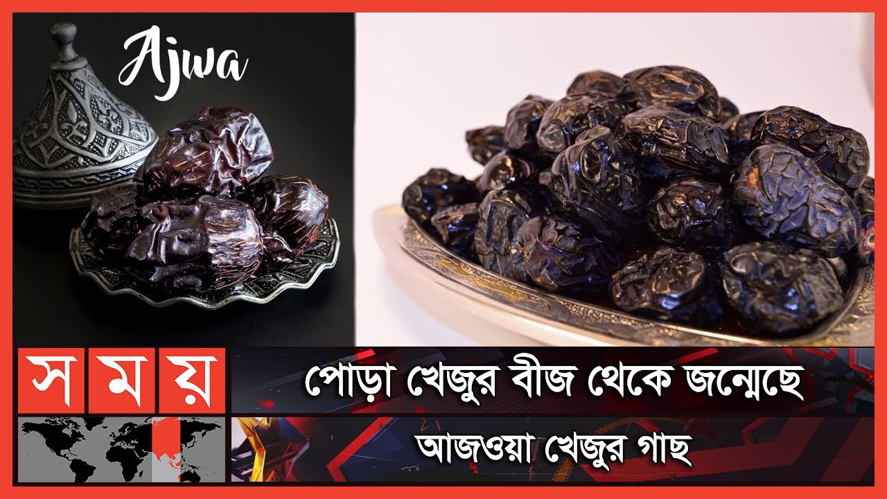 বিশ্বনবী নিজ হাতে লাগিয়েছেন যে খেজুর গাছ | Ajwa Dates | Fruit | Somoy TV