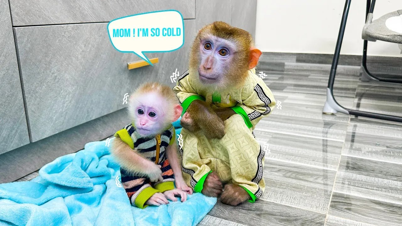 Monkey Kaka and Monkey Mit sat shivering from the cold from taking too long in the bath.