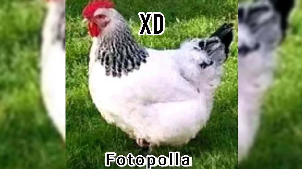 Momentos XD #19