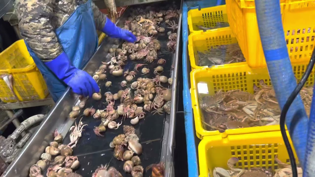 Cara kerja kapal Tongbal kepiting Korea lokal ❗️❗️❗️