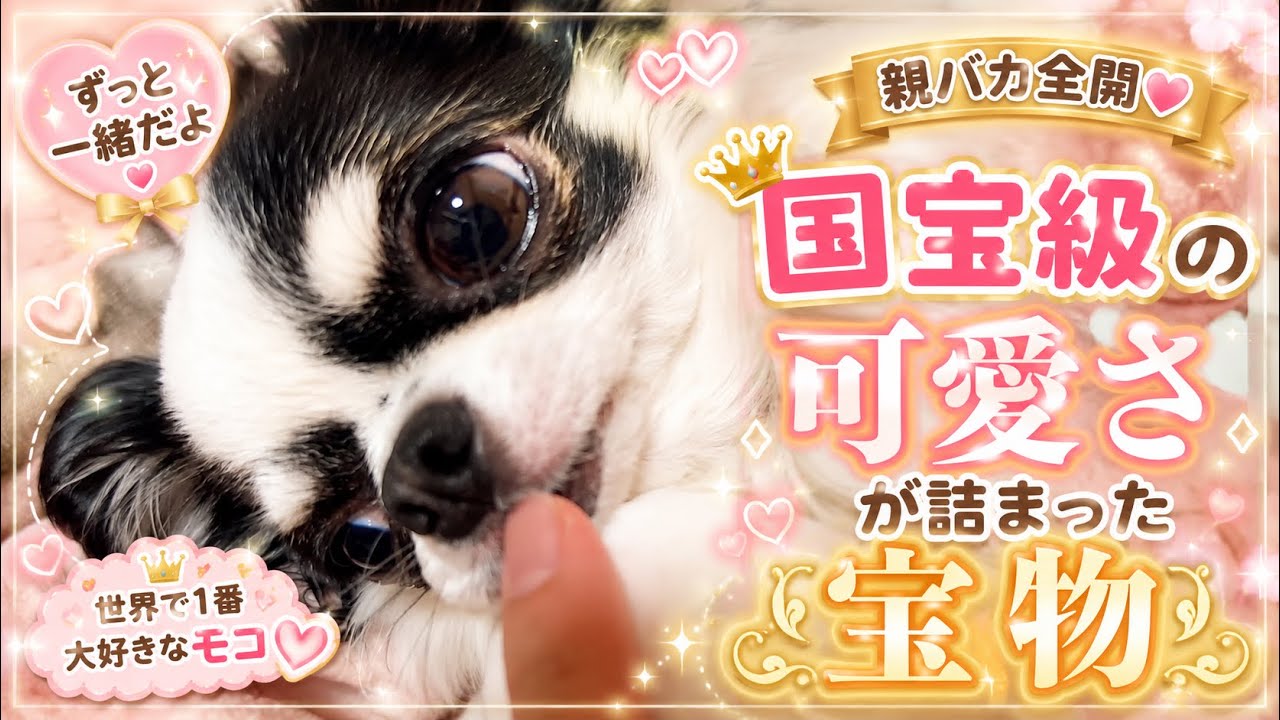 ウチの子、宝すぎる♪