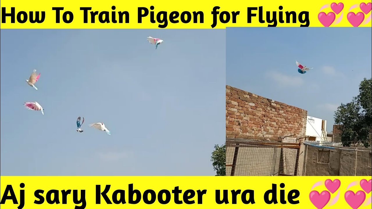 Low Flyer pigeon flying || Pigeon Training video || How To Fly pigeon