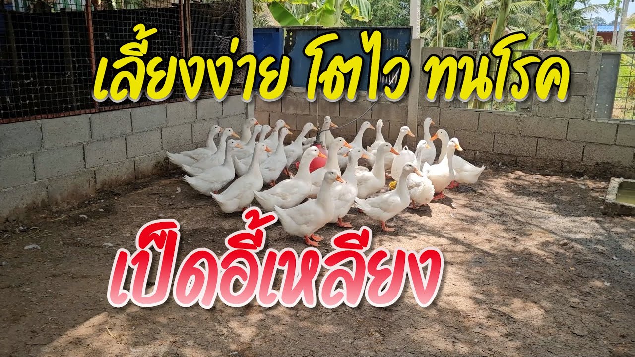 เป็ดอี้เหลียง เลี้ยงง่าย โตไว ที่จ.เพชรบุรี