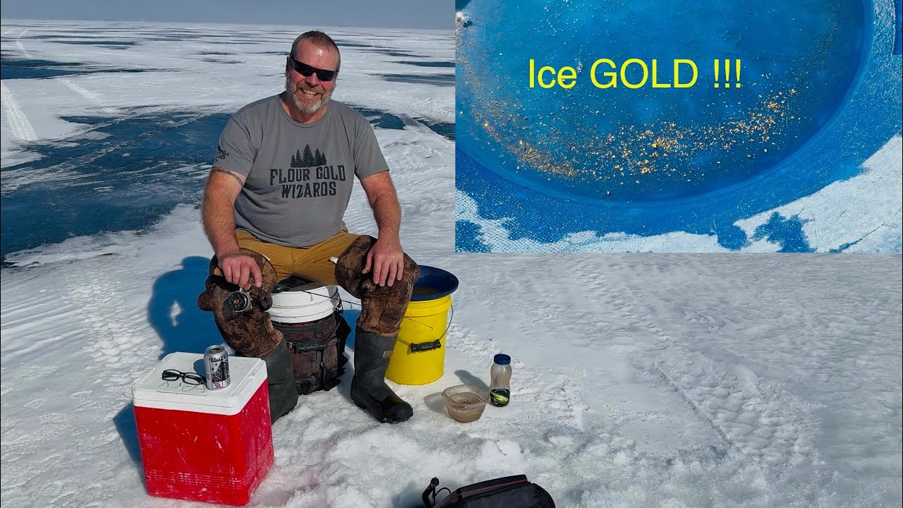 Yellow perch / Yellow GOLD!!!