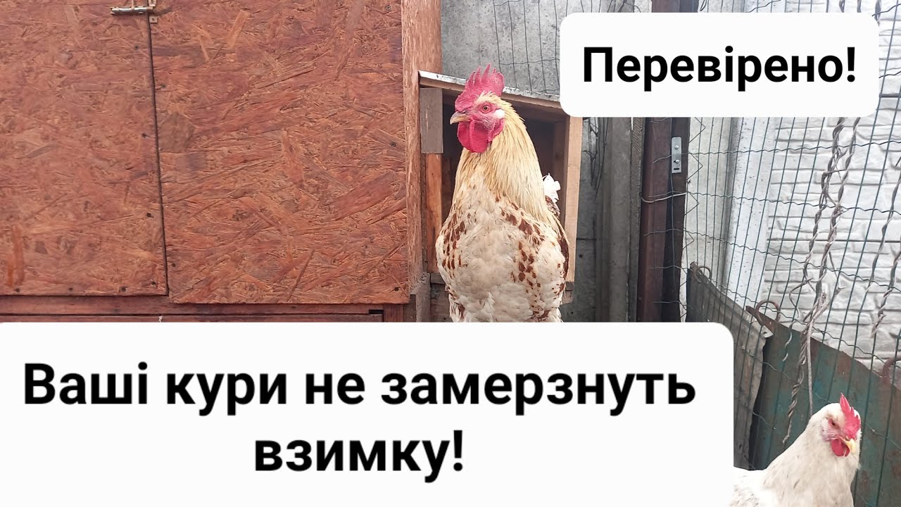 КУРЯТНИК ВЗИМКУ БЕЗ ОПАЛЕННЯ! Безкоштовний обігрів курятнику! Суха та тепла підстилка для тварин