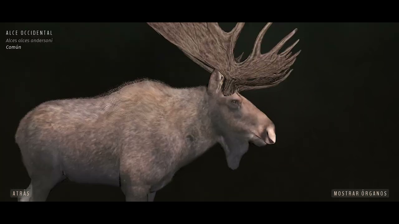 Abatendo um alce 5 estrela no Way of the hunter mobile