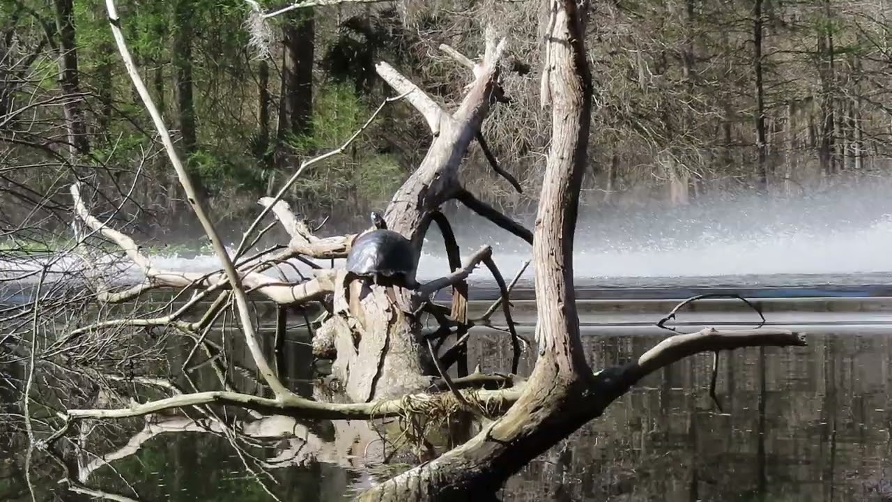 wildlife observation...???