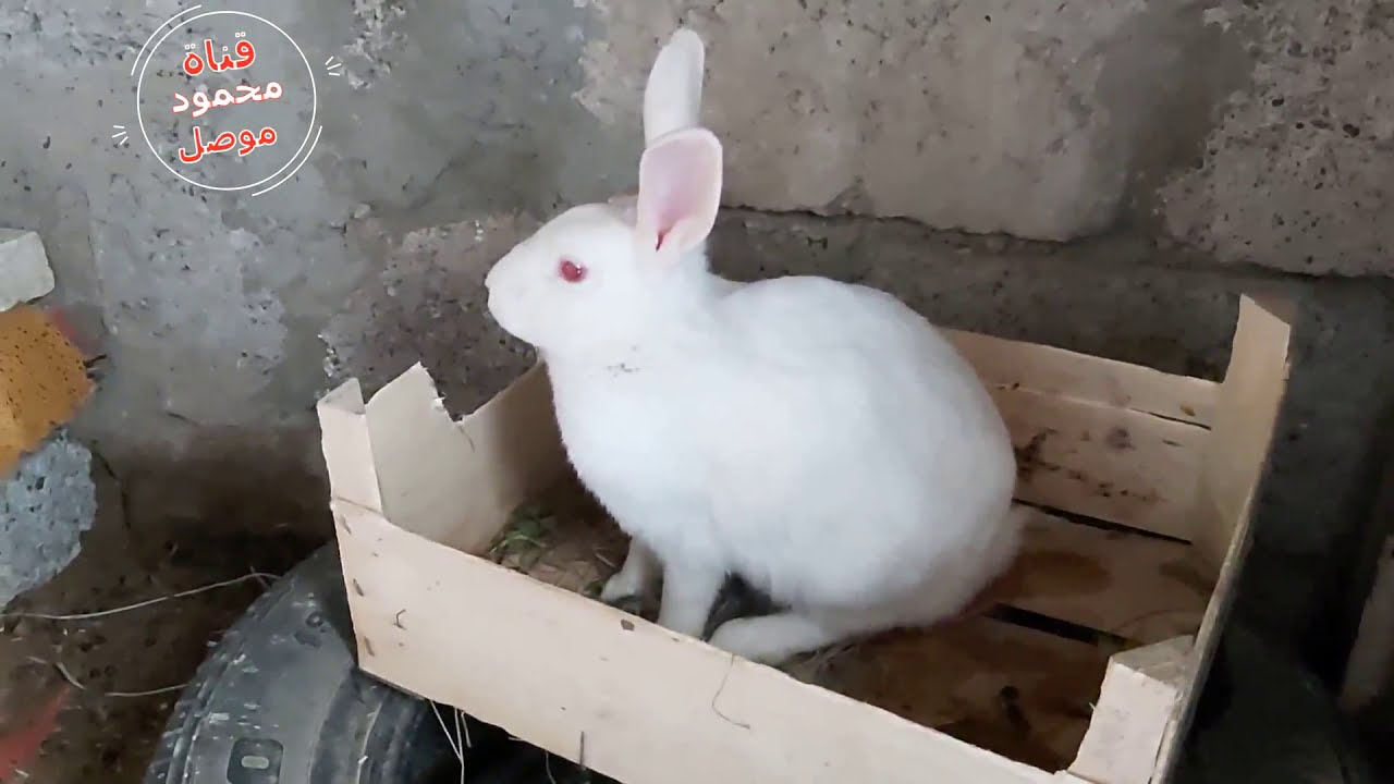 الارنبة الفرنسية جمعت العشب وولدت