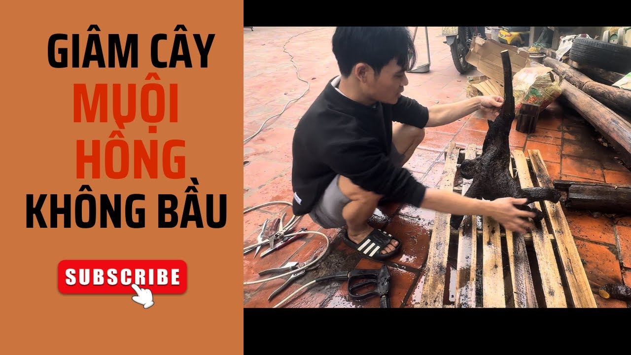 Hướng Dẫn Anh Em Ham Mê Muội Hồng Trồng Phôi Gốc Không Bầu Ít Rễ Chi Tiết