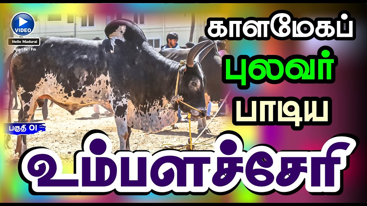 உழவுக்கு உம்பளச்சேரி காளை | வரலாறு | பகுதி 01 | Umbalacheri Cattle History | Hello Madurai | FM
