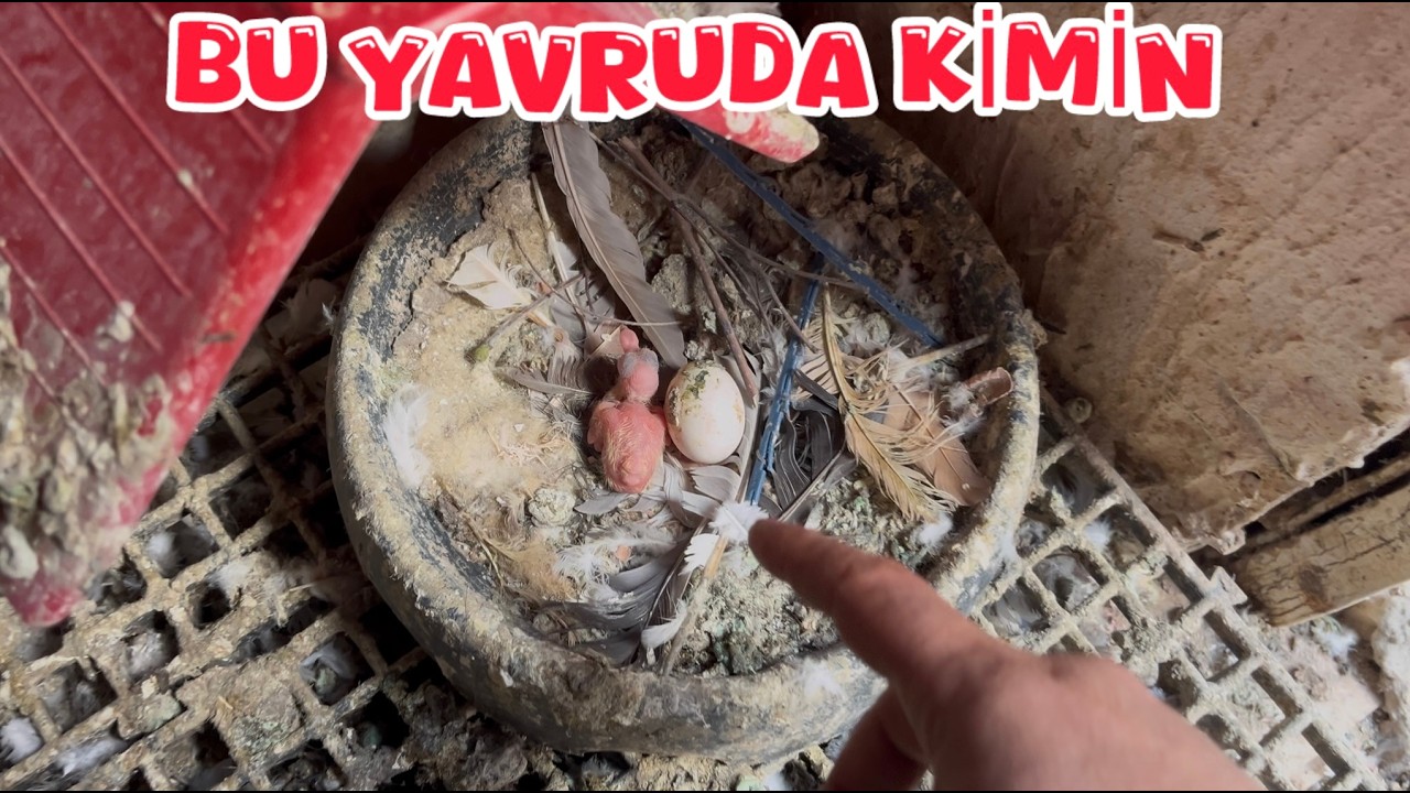 İLK YAKALADIĞIM KAÇAK SABUNİ ( YAVRU ÇIKMIŞ )