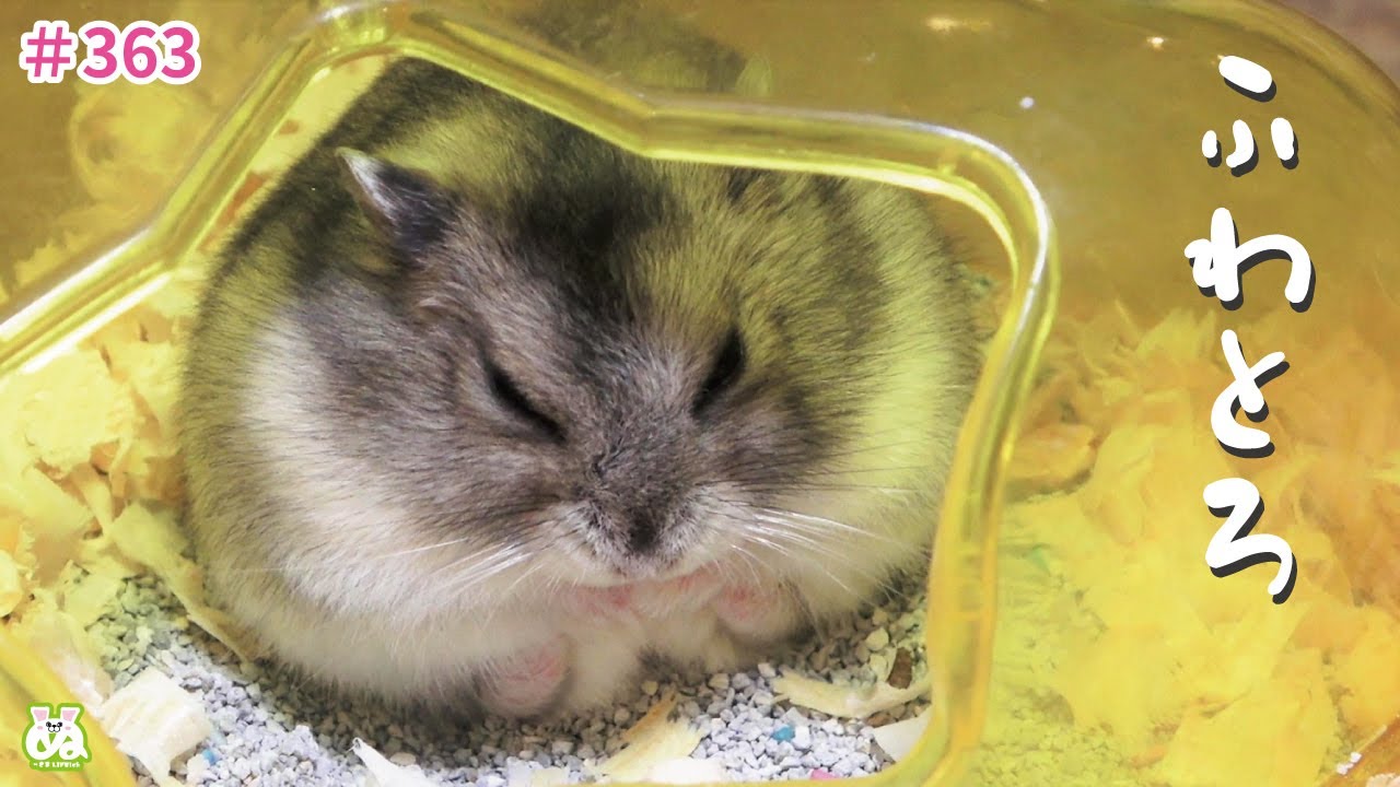 顔の境目が無くなったおにぎりハムスター
