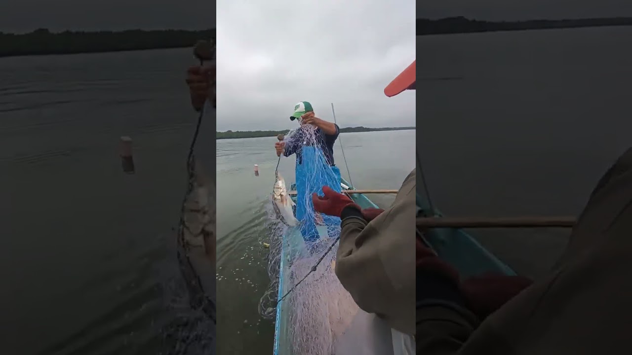full Robalo en los trasmallos primera parte #pesca #ecuador #viral