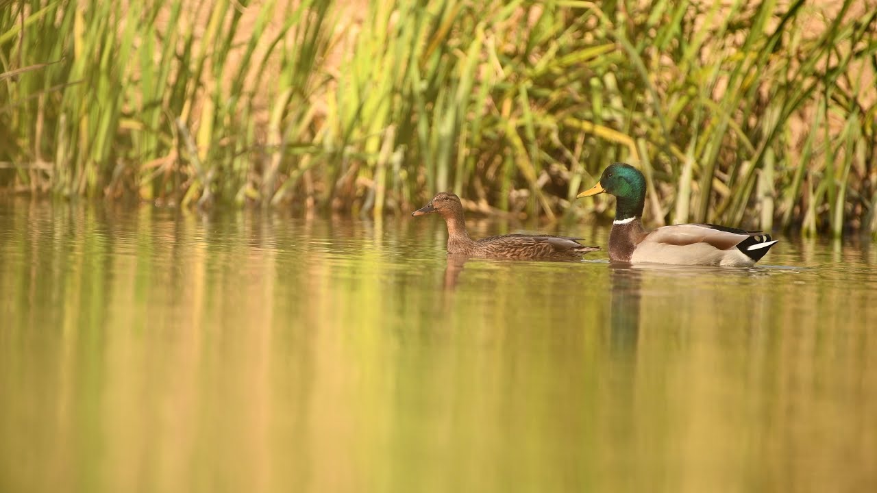 Peaceful Ducks on a Quiet Lake
