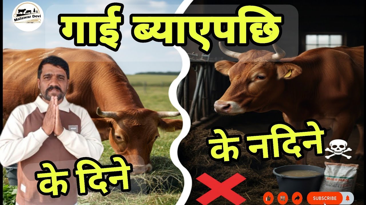 गाई ब्याएपछि दाना दिन हुन्छ कि हुँदैन के दिँदा राम्रो हुन्छ त ?