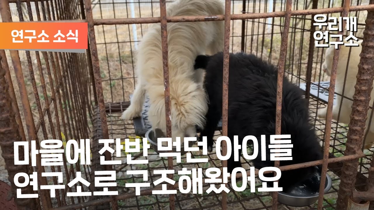 뜬장에 사는 아가들 더는 볼수 없어 데려옵니다.