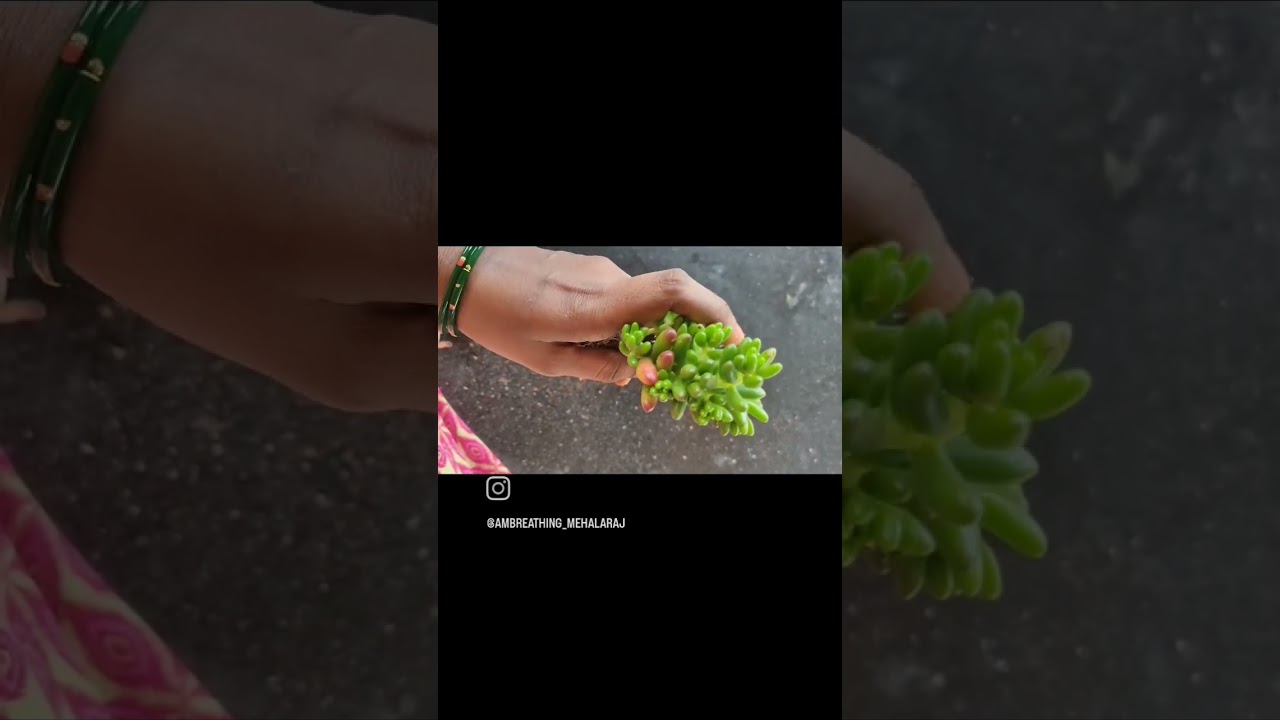 succulent sale #succulentsforbeginners #succulent #succulentindia #succulents_only #plantsale