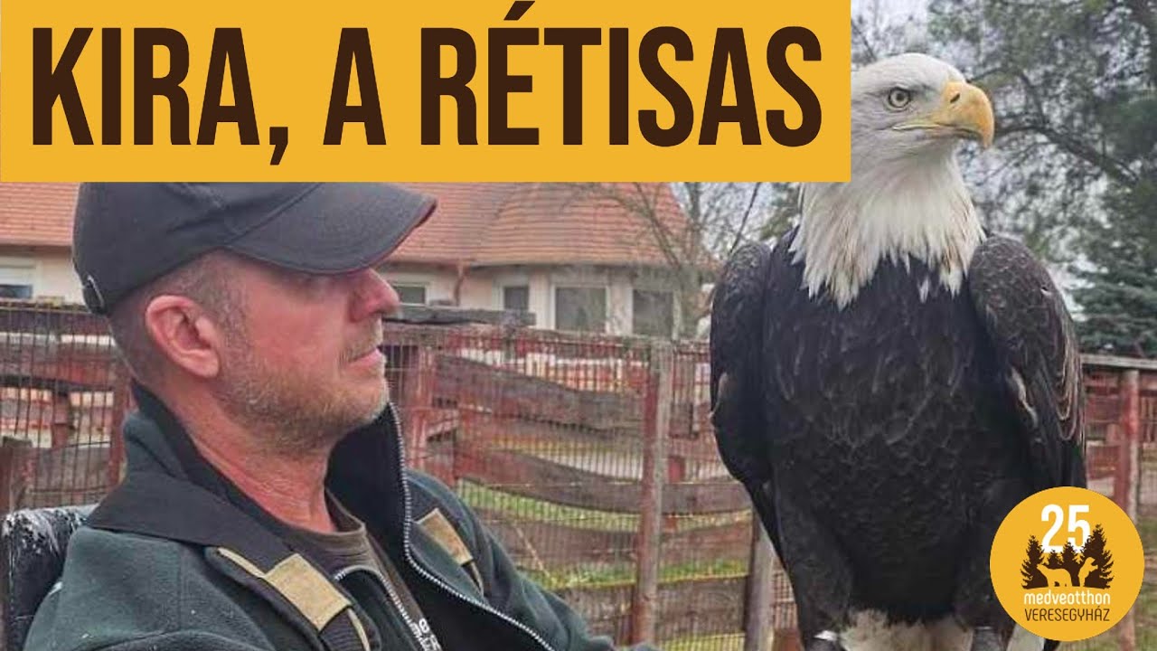 Harris ölyv és fehérfejű rétisas | Veresegyházi Medveotthon, Győrffy Tamás