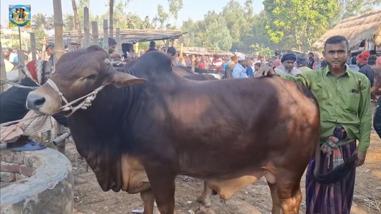 @ 27 January 2026|| খামার উপযোগী ষাঁড় গরুর দাম দিনাজপুরের আমবাড়ী হাটে||