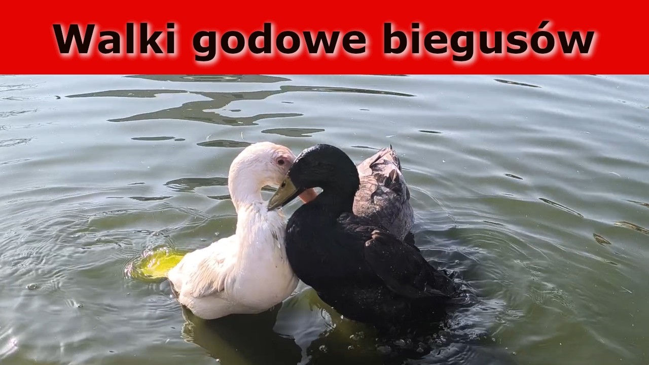 Walki godowe biegusów 🦆 Dlaczego kaczory walczą w okresie lęgowym?