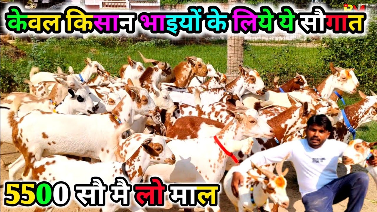 C I R G फुल बारबारी क़्वालिटी एक बार फिर 5500 सौ मै माल इटावा अनूप भाई उर्फ़ मास्टर September 19 2025