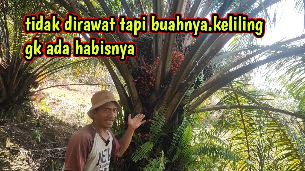 resiko tanam sawit dilahan rawa,