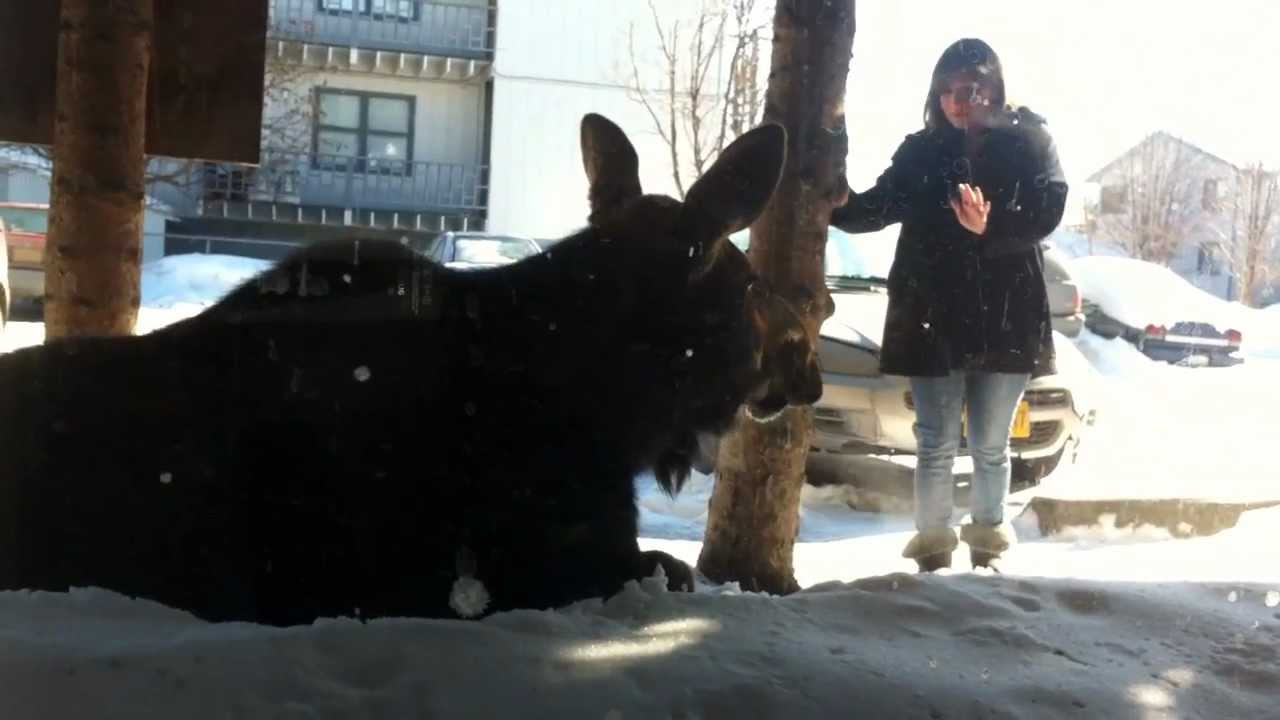 Lady petting a wild moose in Alaska!