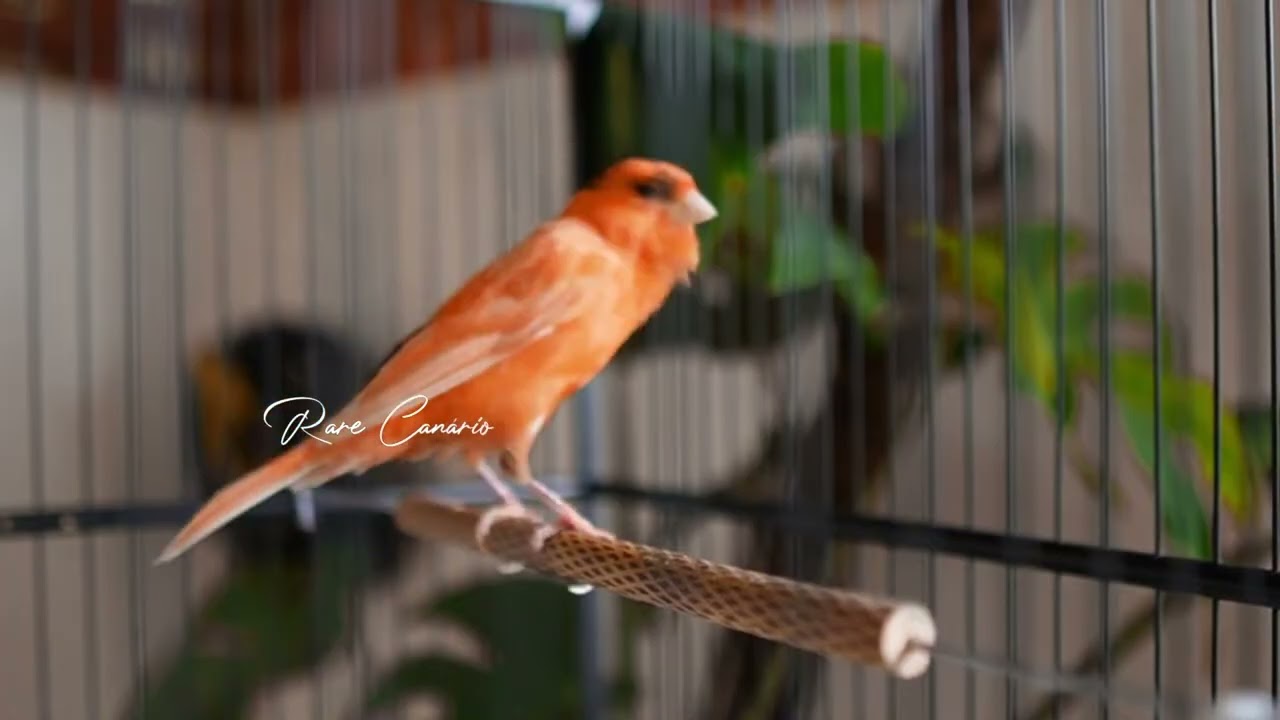 Raro canto canário. muito bom para o seu mestre canário  HD  - Rare Canário