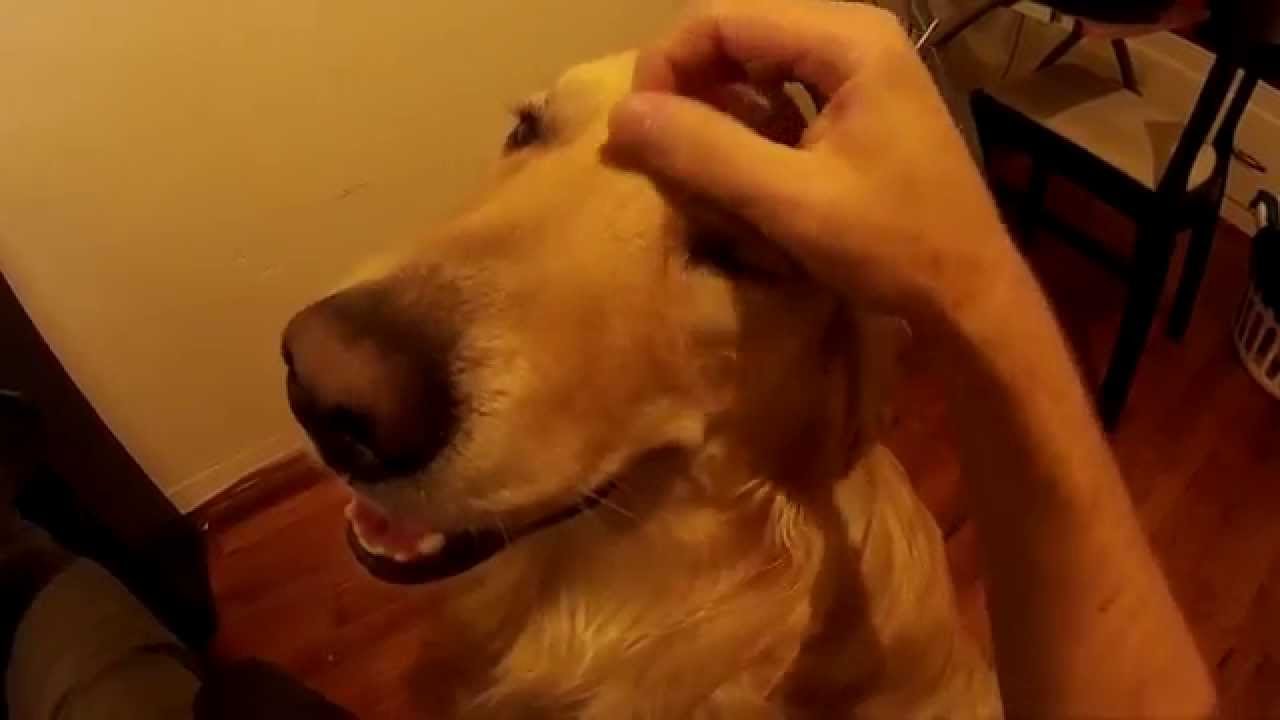Petting Sweet Golden Retriever Dog Close Up With Wide Angle Lens - SJCam SJ4000 Action Camera