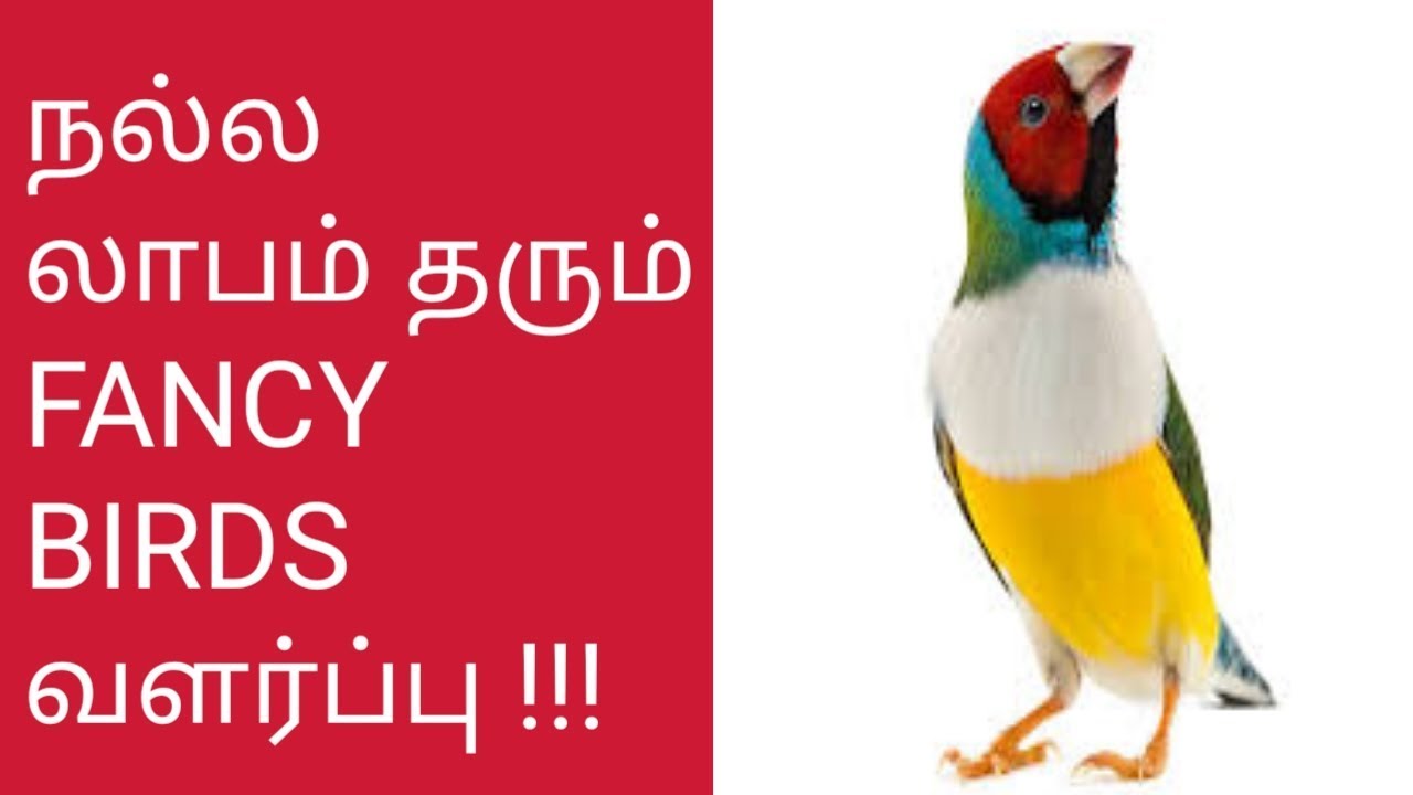 நீங்களும் வளர்க்கலாம் Fancy Birds - குறைந்த இடம், குறைந்த முதலீடு, நிறைந்த வருமானம்