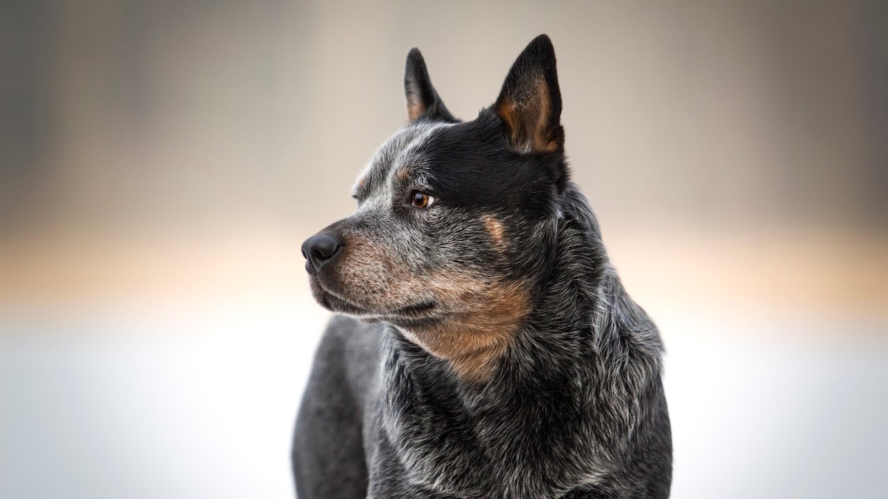 Australian Cattle Dog TOP 5 CO MUSISZ WIEDZIEĆ