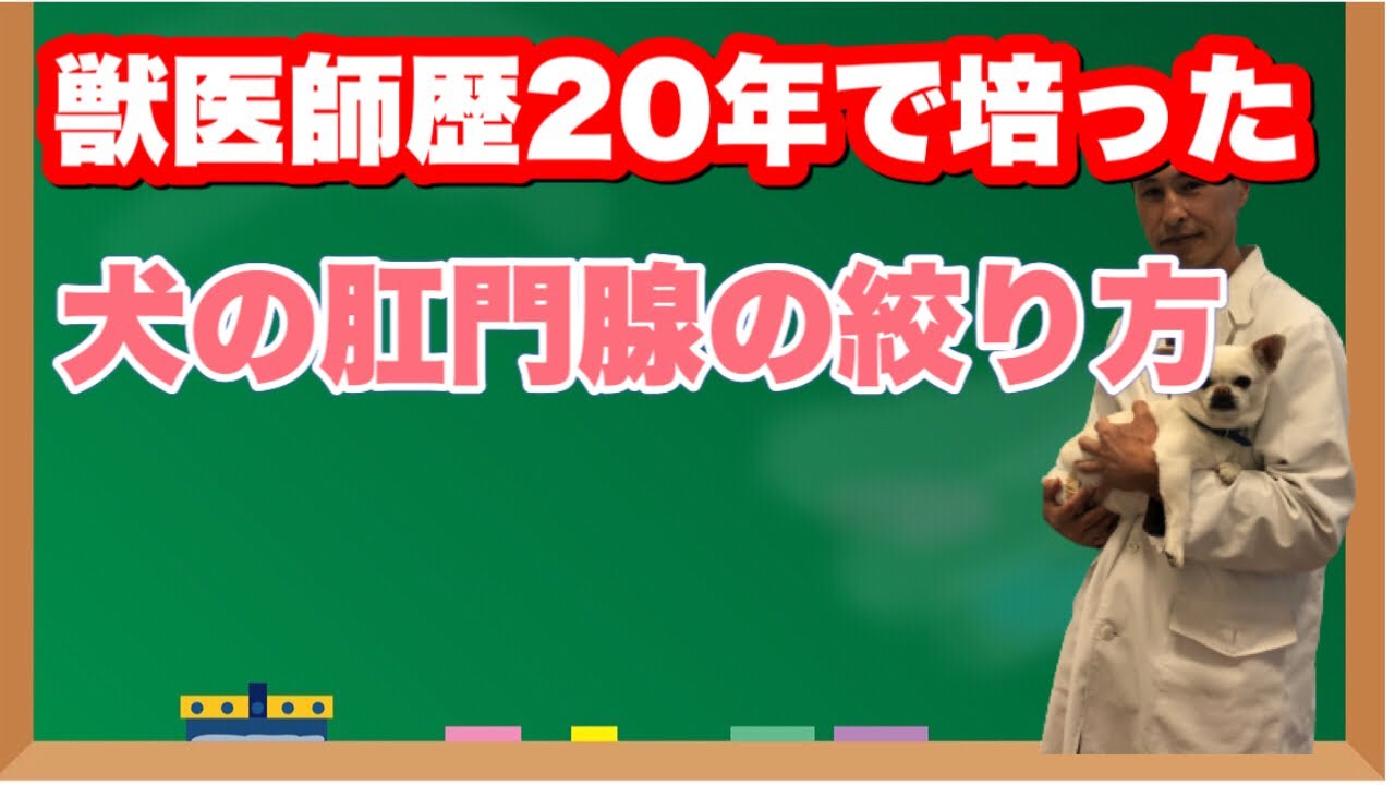 犬の肛門腺絞り方（獣医師歴20年で培った肛門腺を出しやすくする裏技あり）