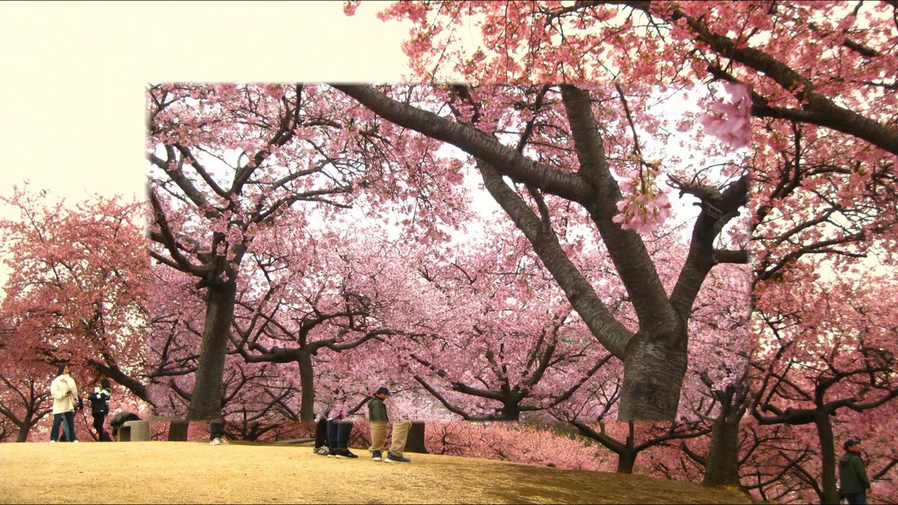 2026伊勢崎河津桜