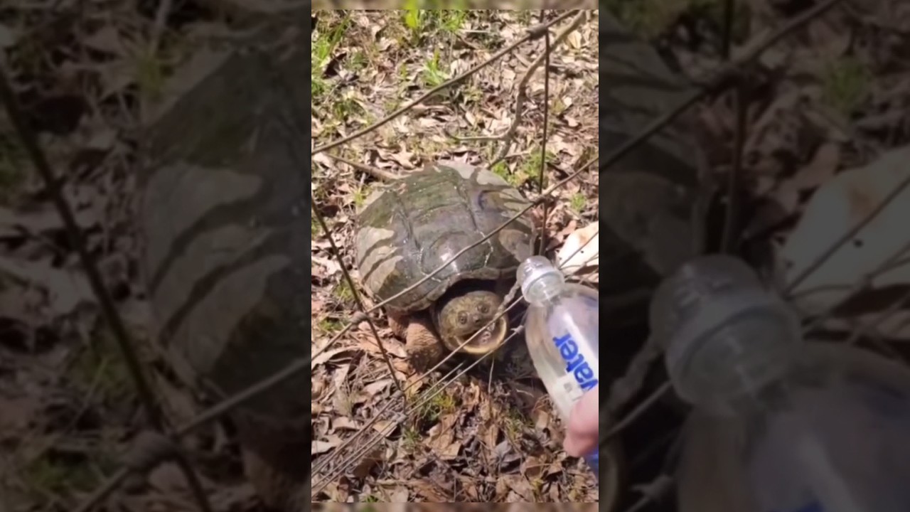 Angry Snapping Turtle #shorts #youtubeshorts #viral #trending #turtle #animals #nature #angry #funny