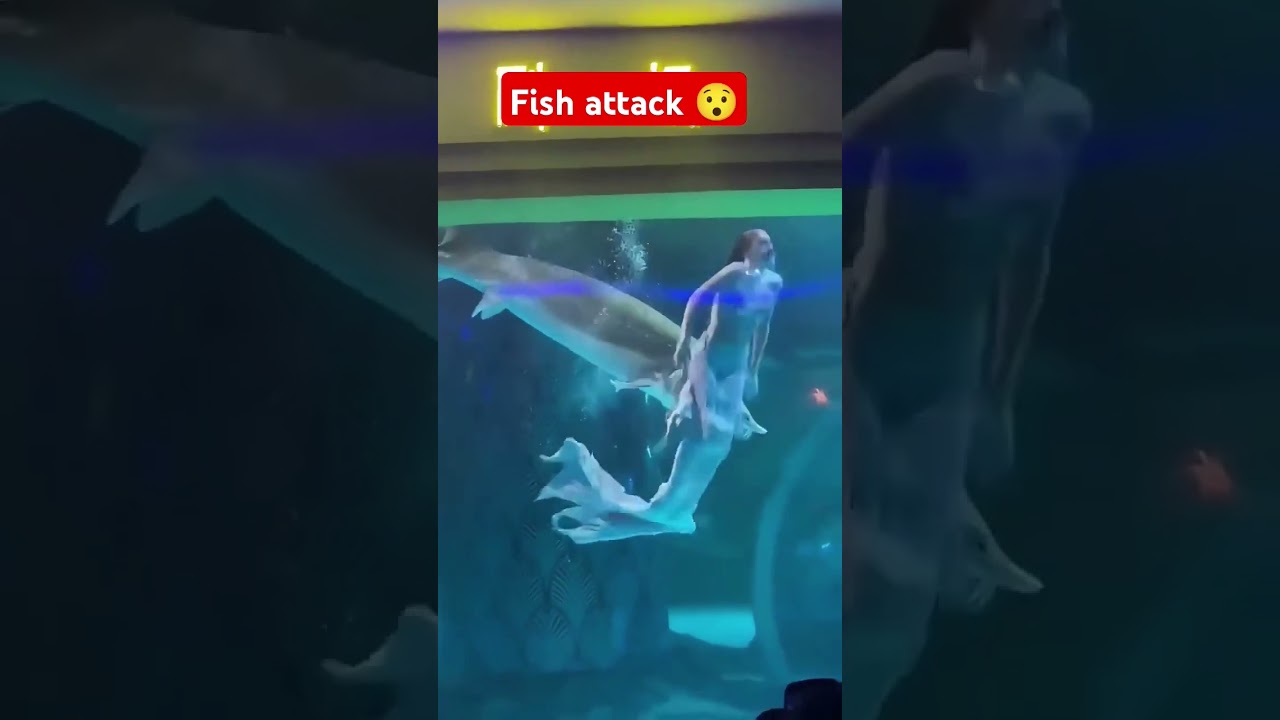 giant sturgeon attacks mermaid performer #instaagraam #viralvideo   #sturgeon #whitesturgeon #pets