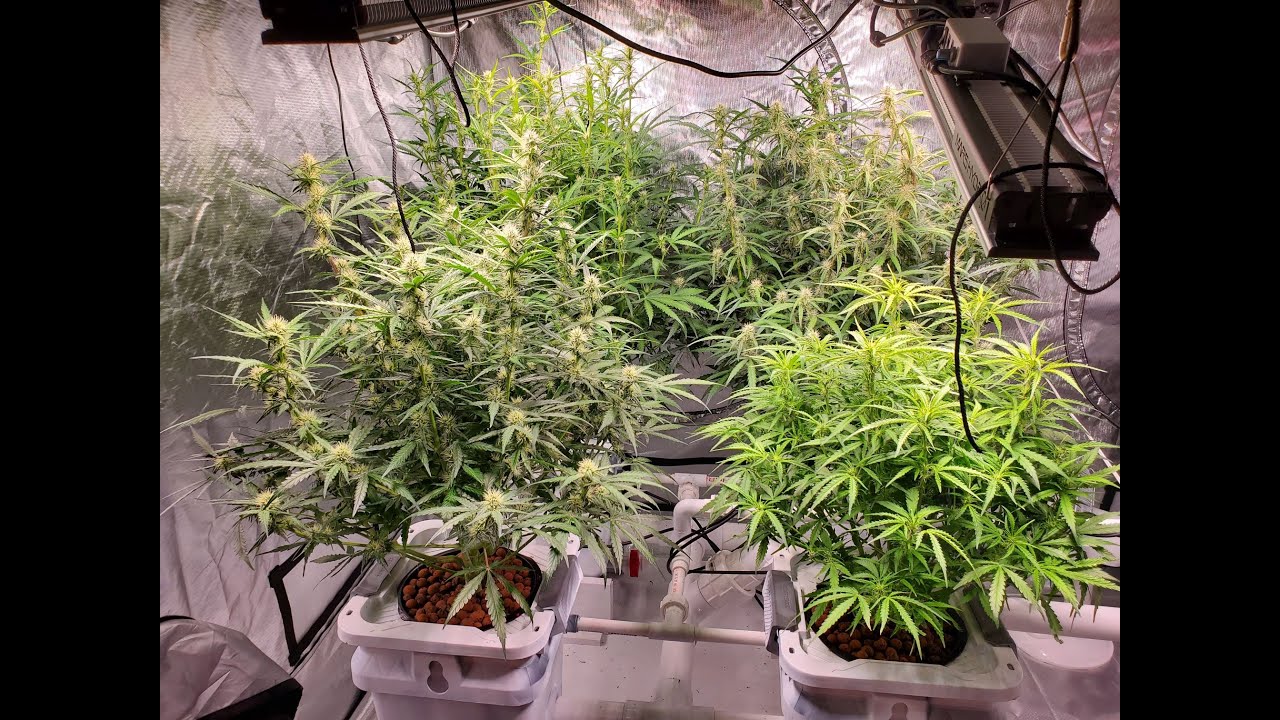 The Lemon-Auto Jungle Update... 51 days from seed....