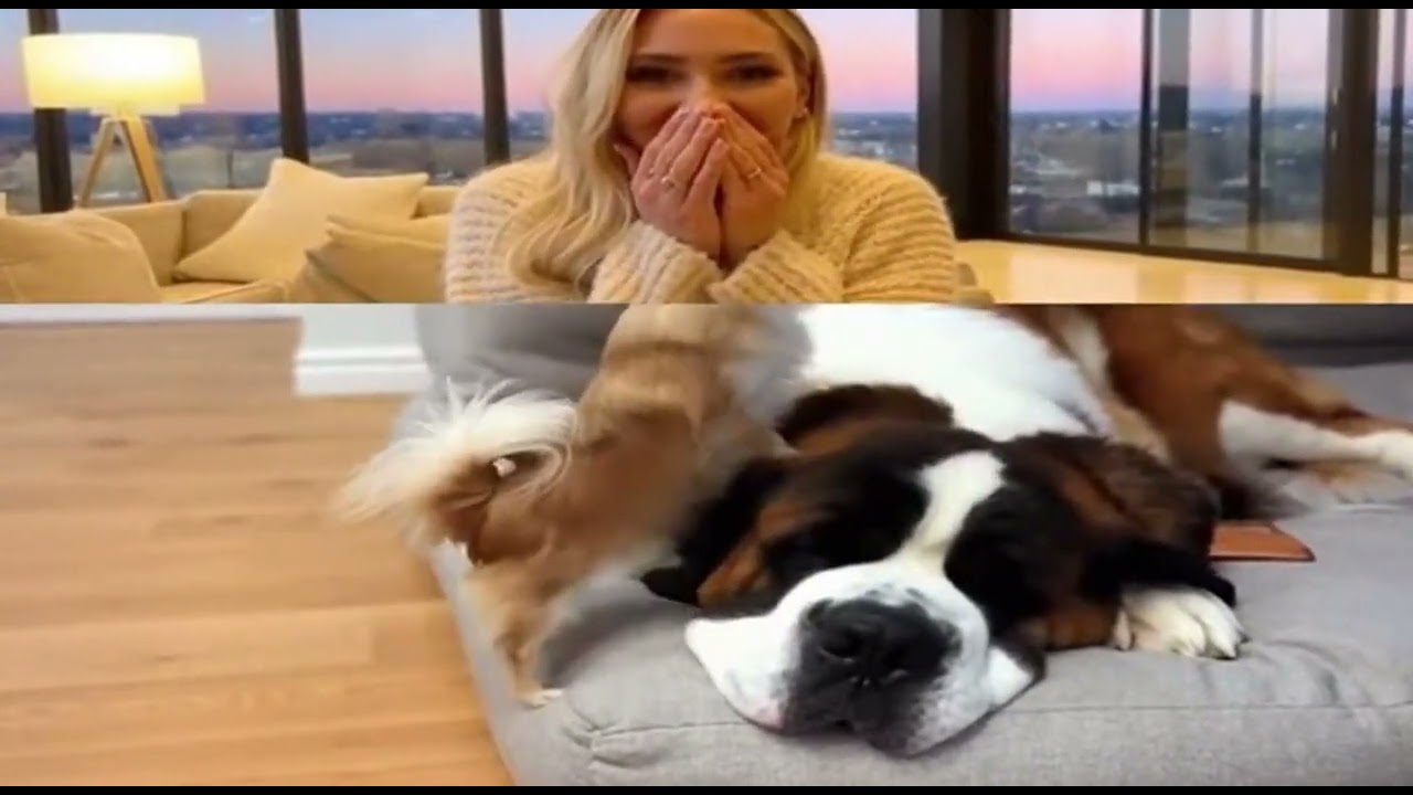 Funny Dog _2025-12-26T04-48-54-102Z_6clips_91s