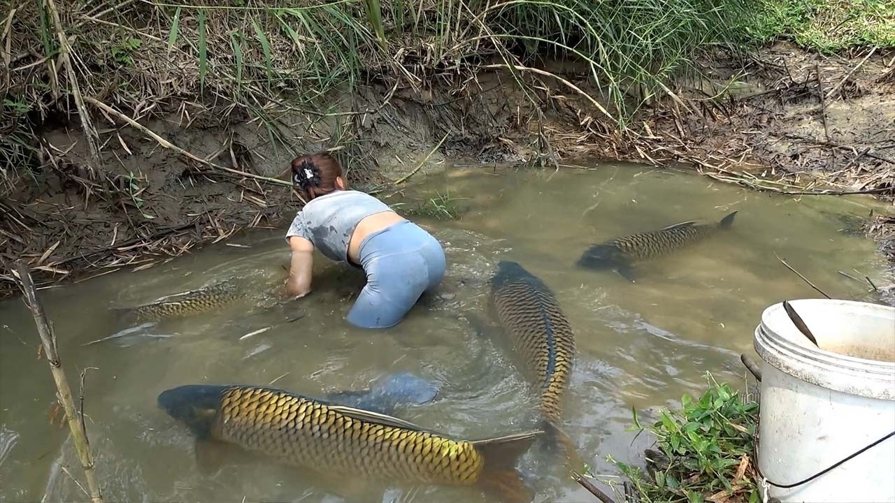 Dredge Fishing Nets: How to Use A Large Capacity Pump, Catch Big Snakehead Fish | Nguyet Fishing