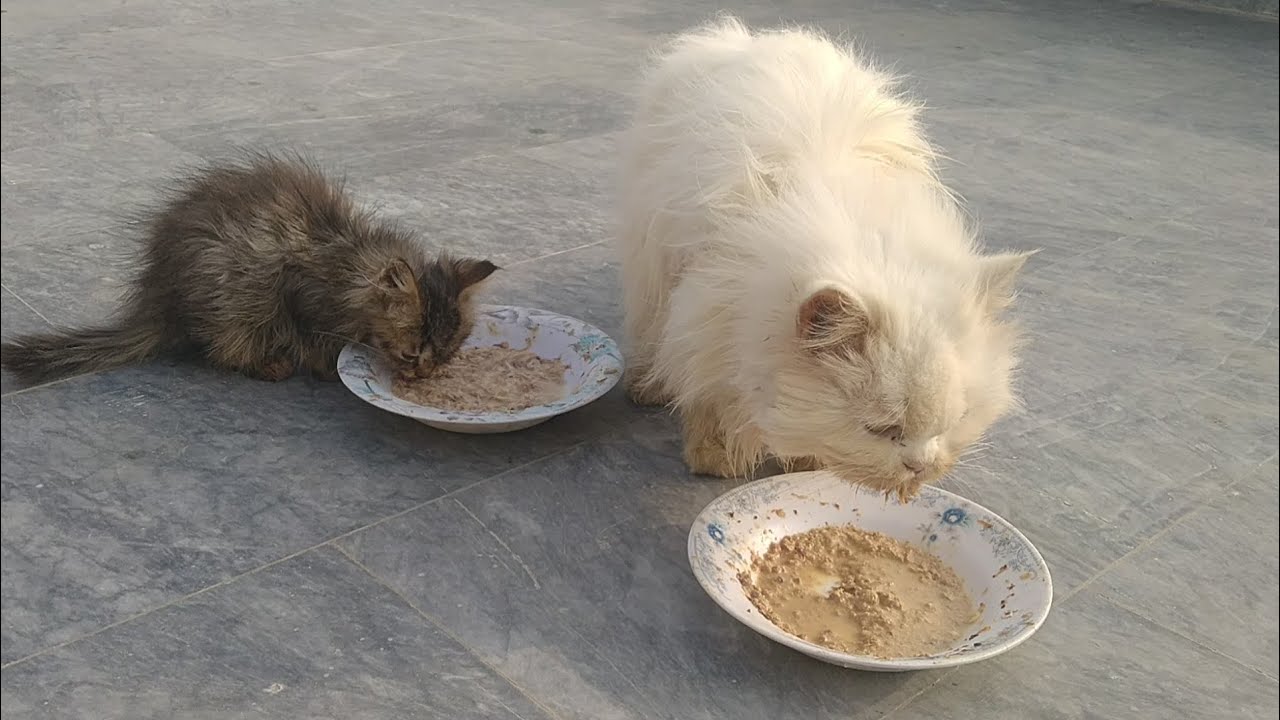 Foster Mother And Her Adopted Kitten Having A Peaceful Meal 