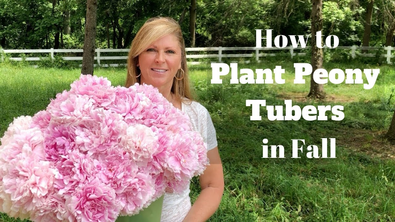 How to Plant Peony Tubers in Fall