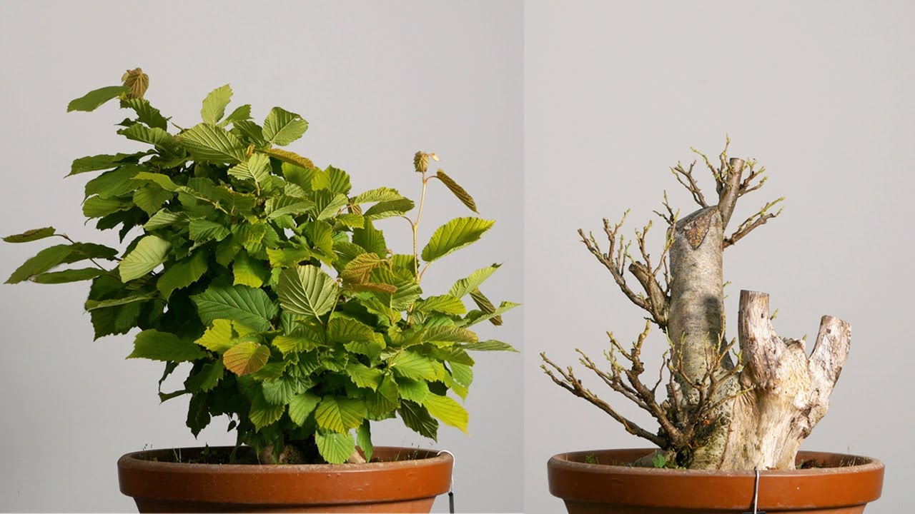 Como desnudar un bonsai | GOMO STUDIO | Defoliado y poda de avellano - Corylus avellana