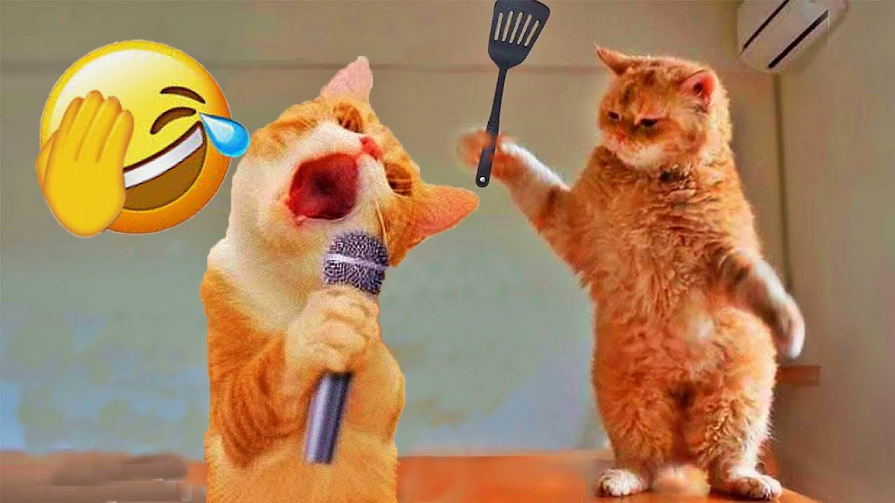 You Laugh You Lose😪Funniest Dogs and Cats 2025🐶