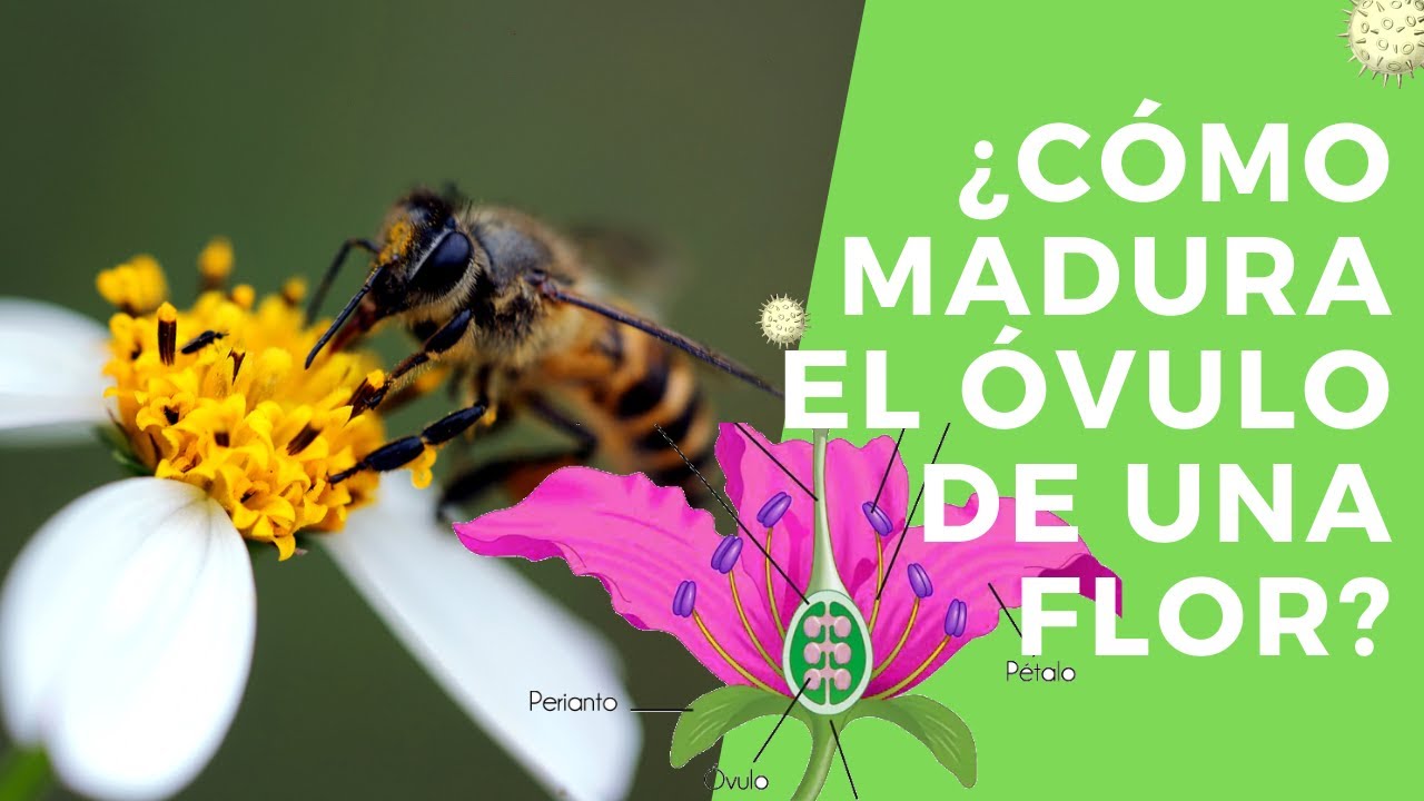 ¿Qué es la doble fecundación? | Megasporogénesis