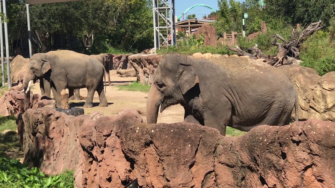 Busch Gardens Tampa Overview - Animals and Rides